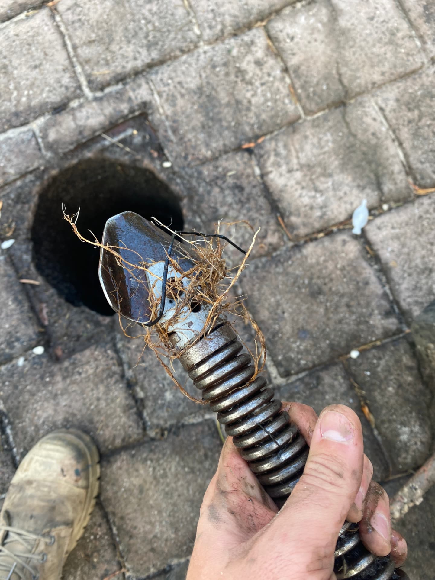 Ridgid cutter head covered in tree roots after cabling a blocked drain