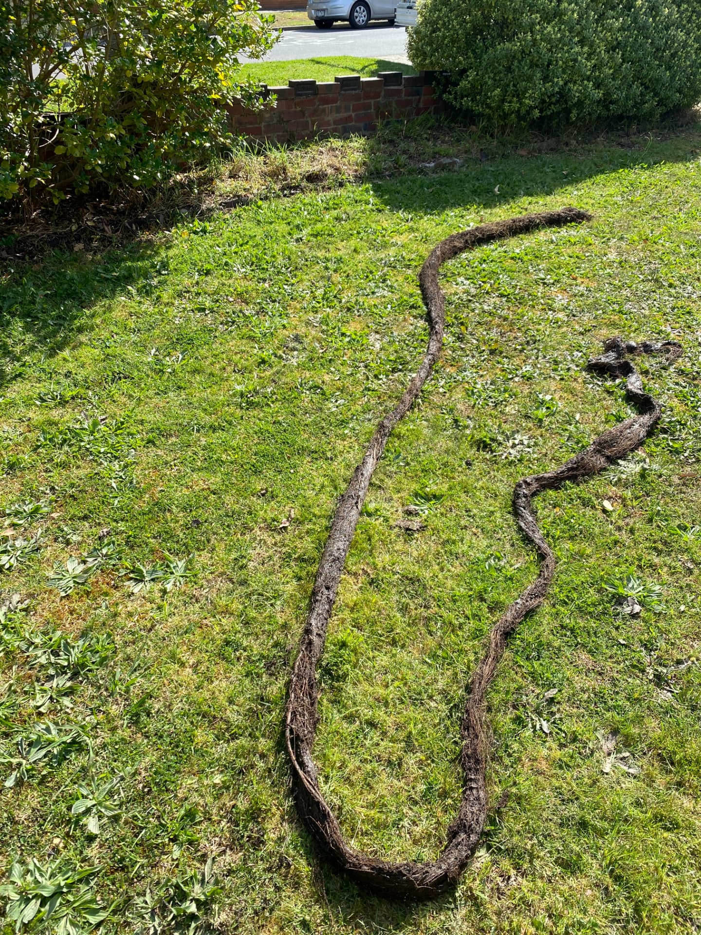Metres of tree root pulled out of a blocked stormwater drain, laid across a Melbourne front lawn